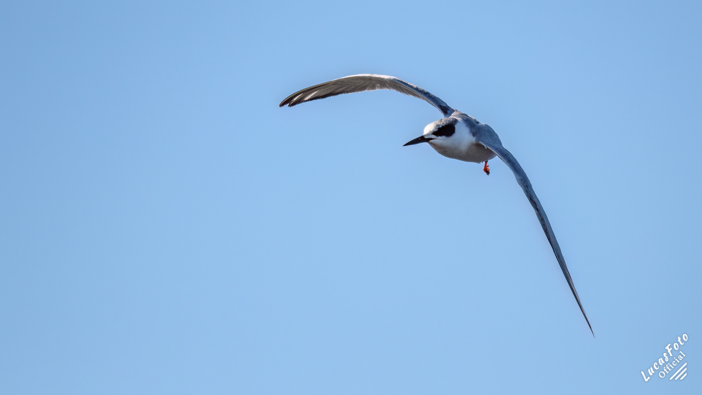 Forster's Tern