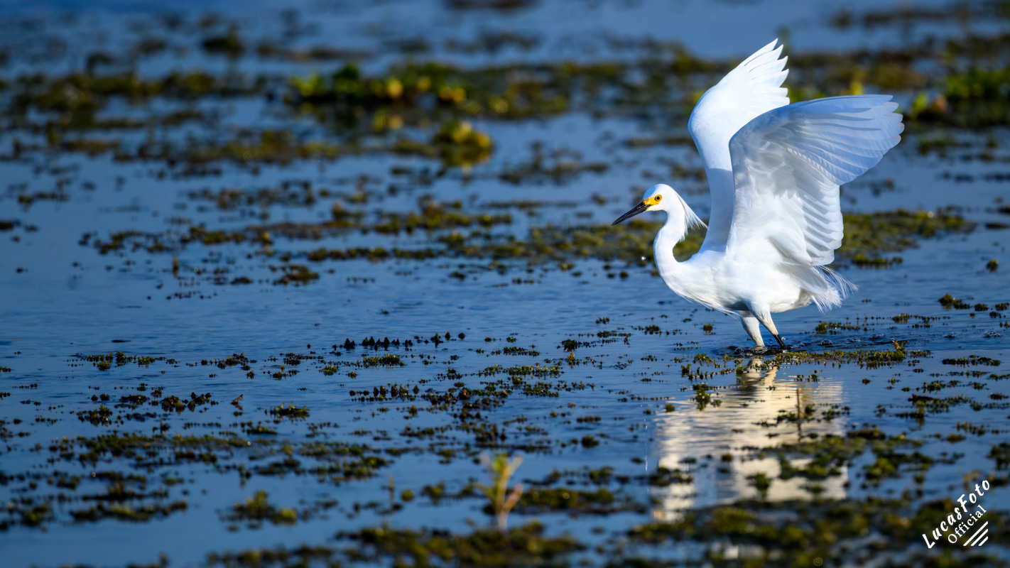 Snowy Egret