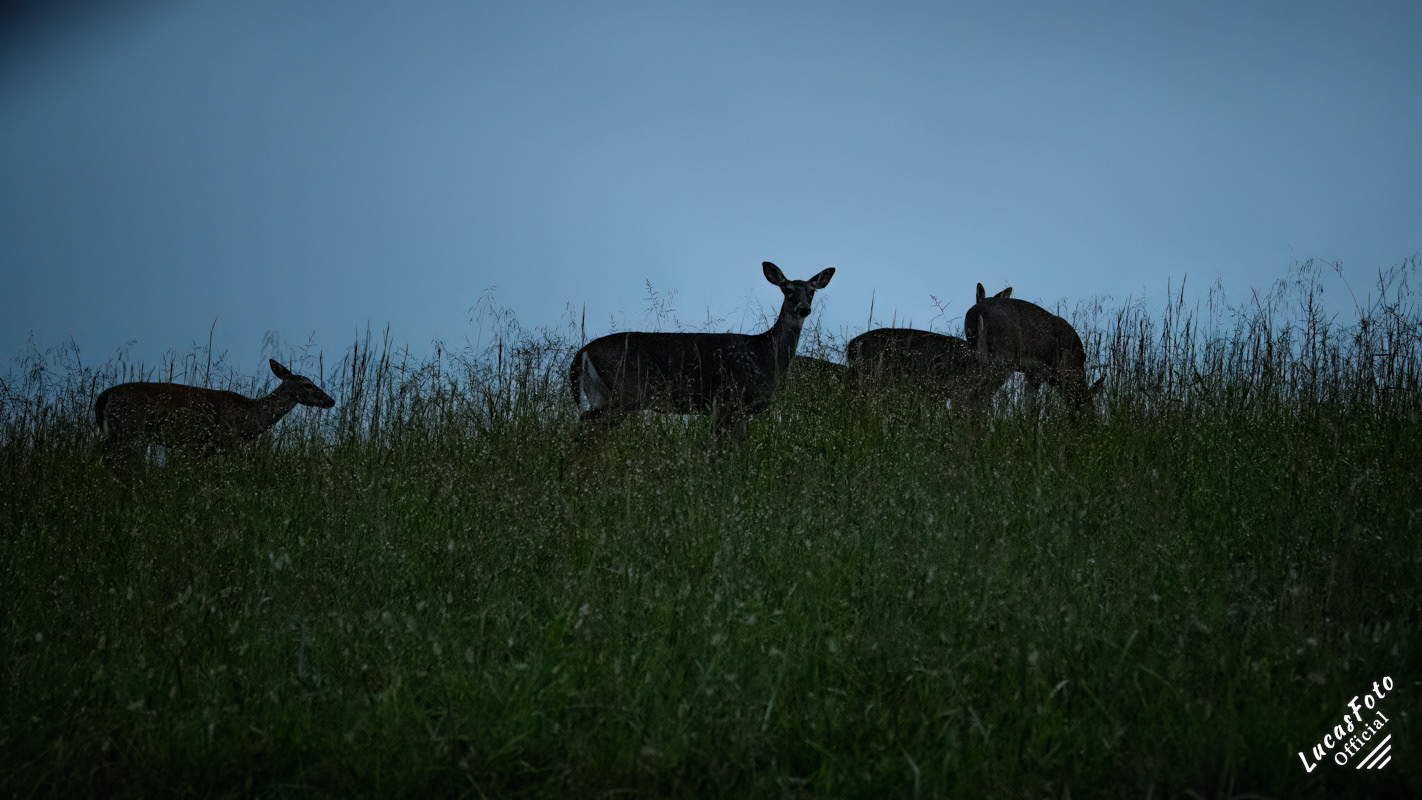 Whitetail