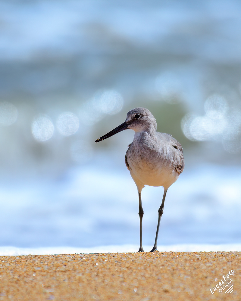 Willet
