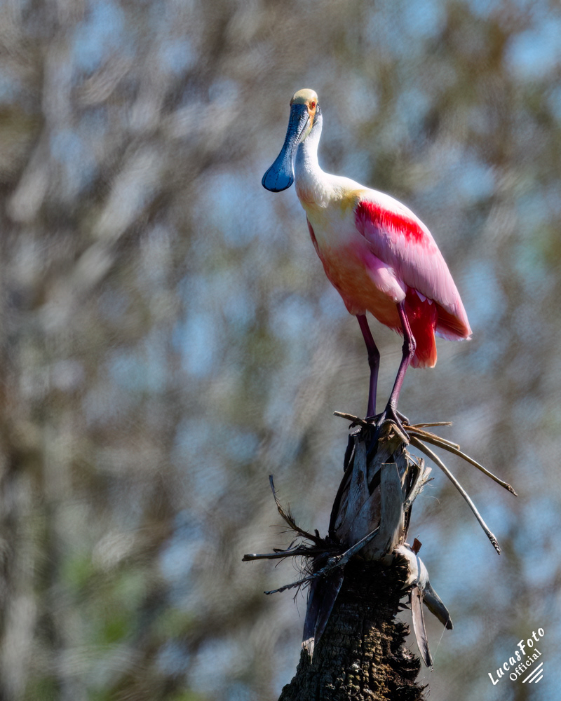 Roseate Spoonbill