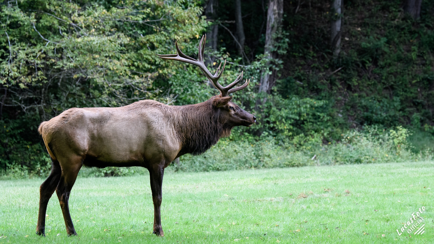 Elk