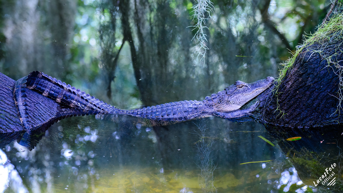 Alligator