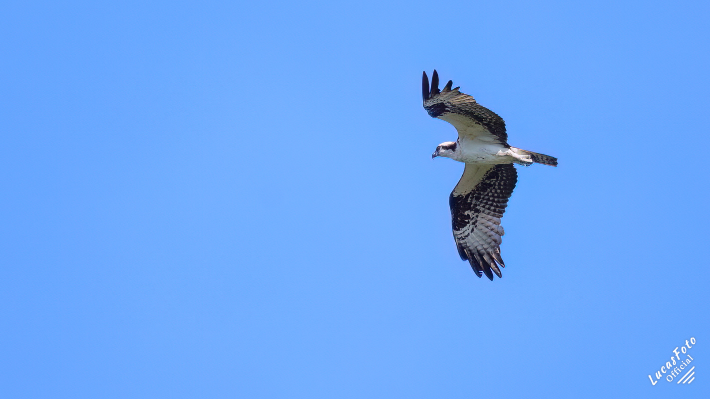 Osprey
