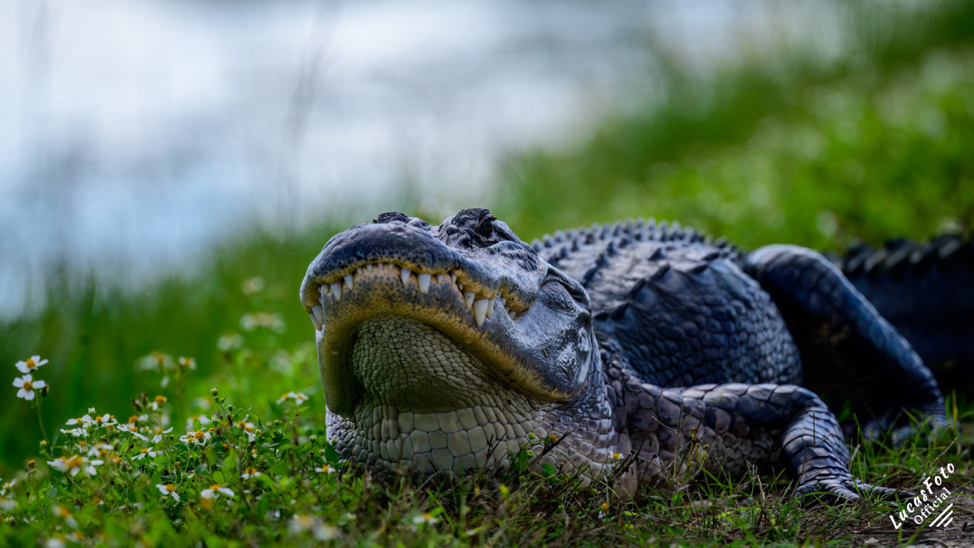 Alligator
