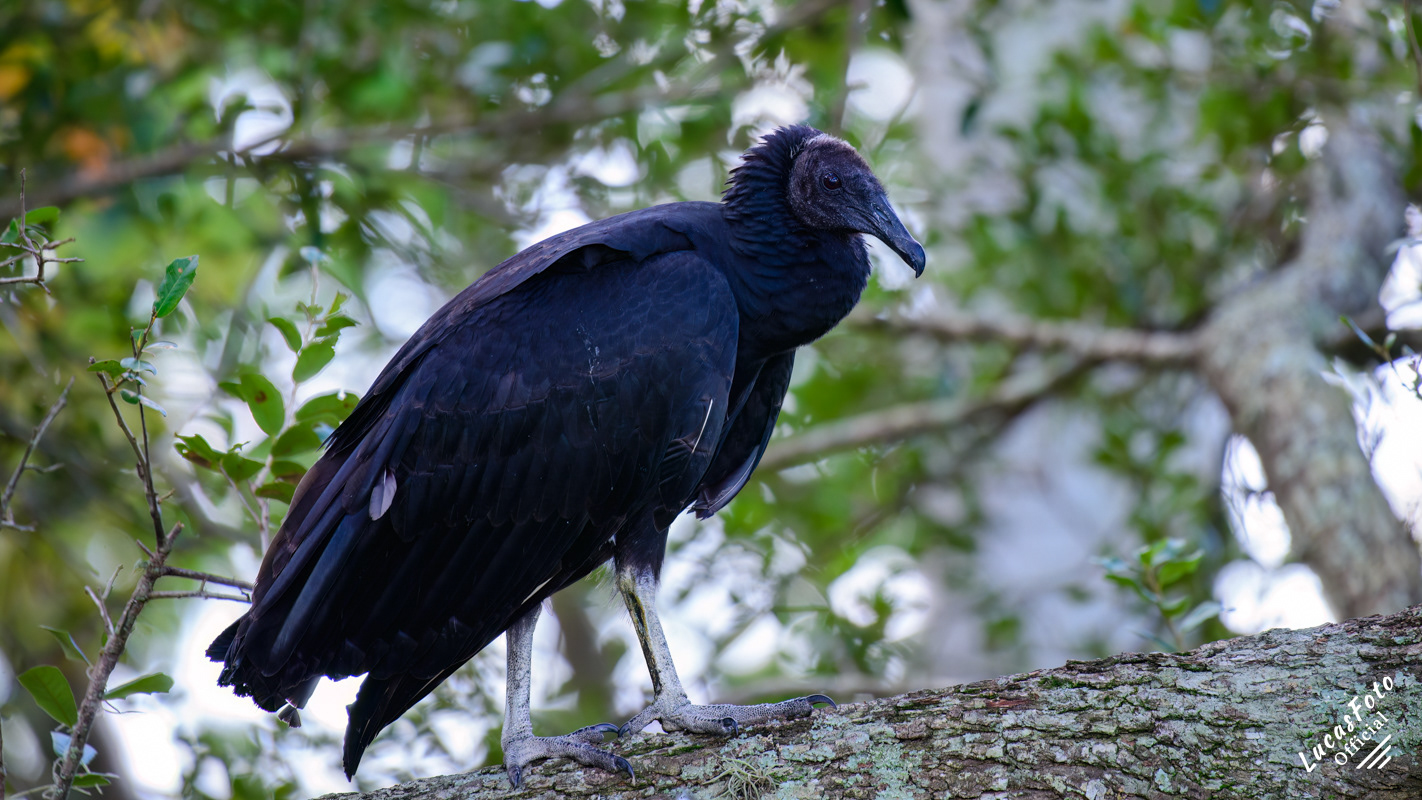 Black Vulture