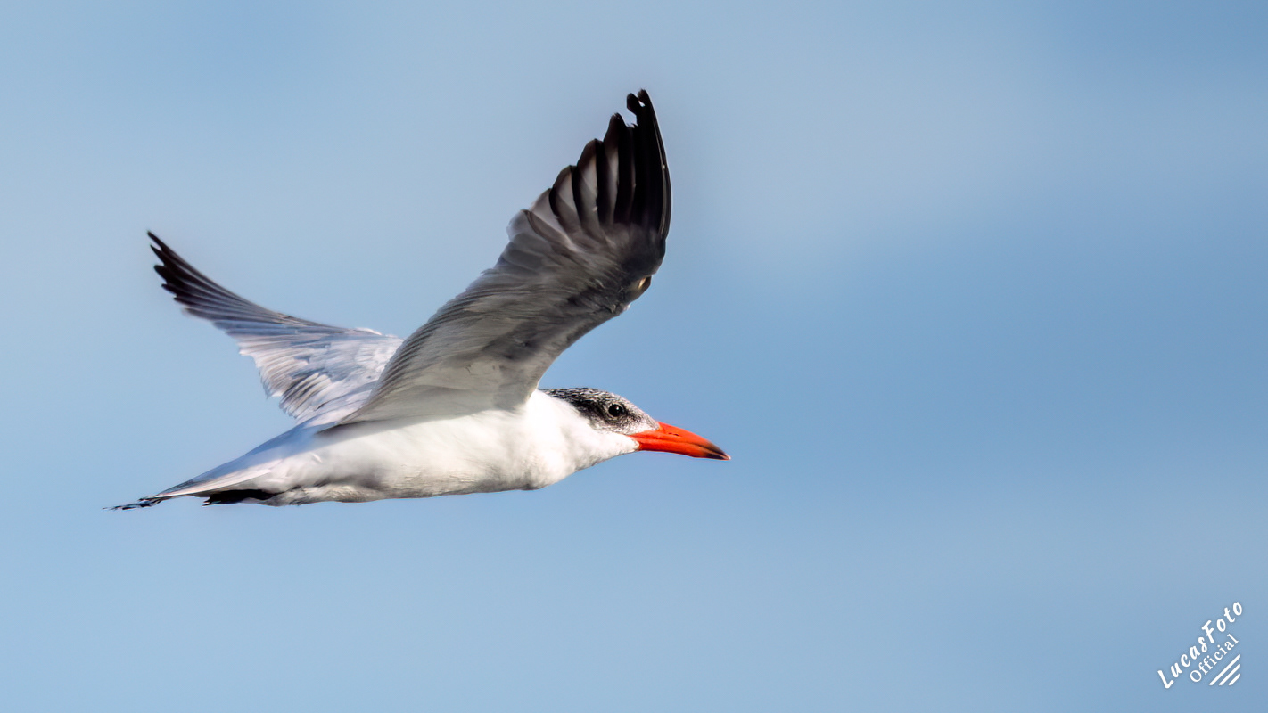 Caspian Tern