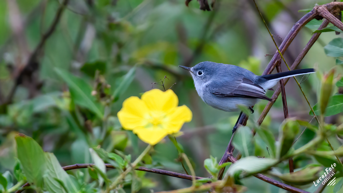 Blue-gray Gnatcatcher
