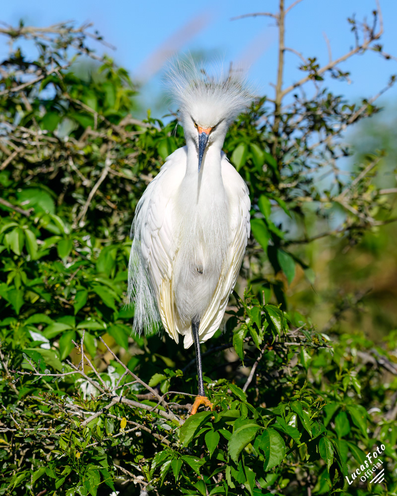 Snowy Egret