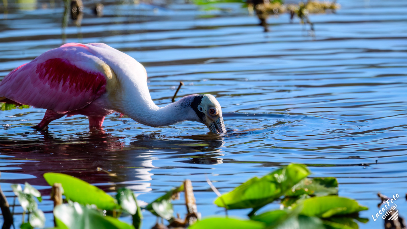 Roseate Spoonbill