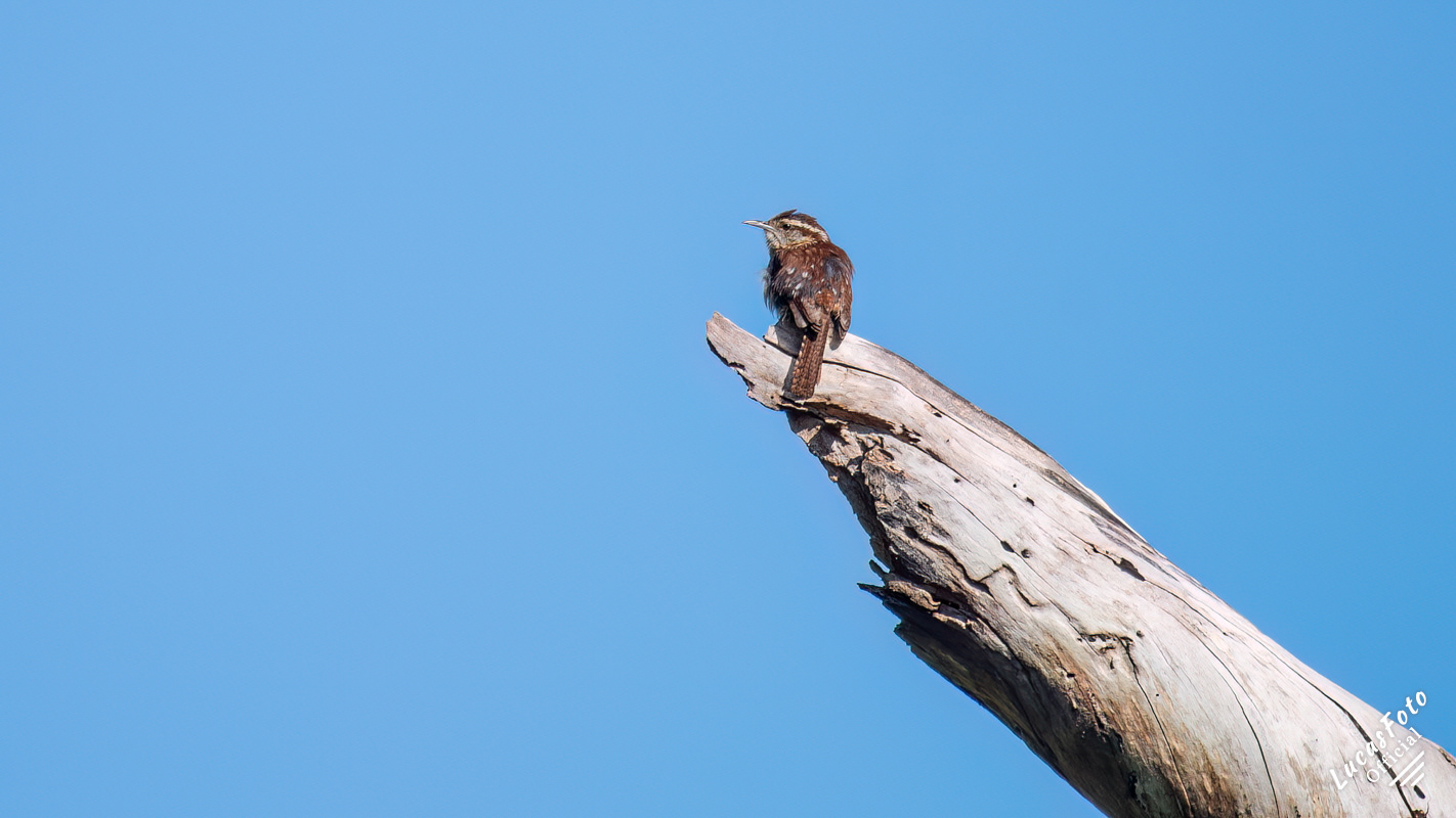 Carolina Wren