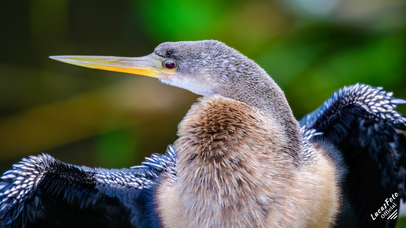 Anhinga