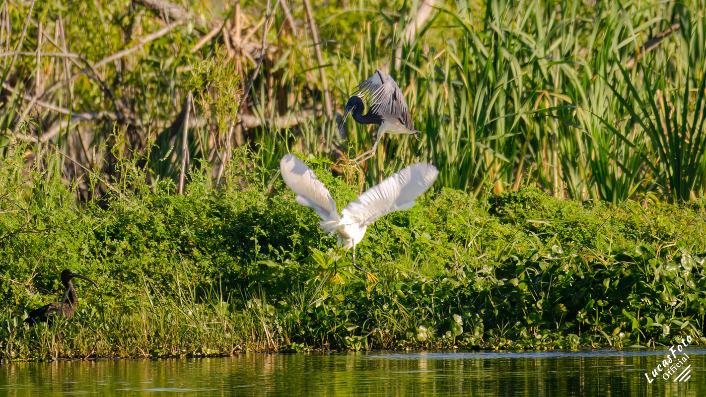 Snowy Egret / Tricolored Heron