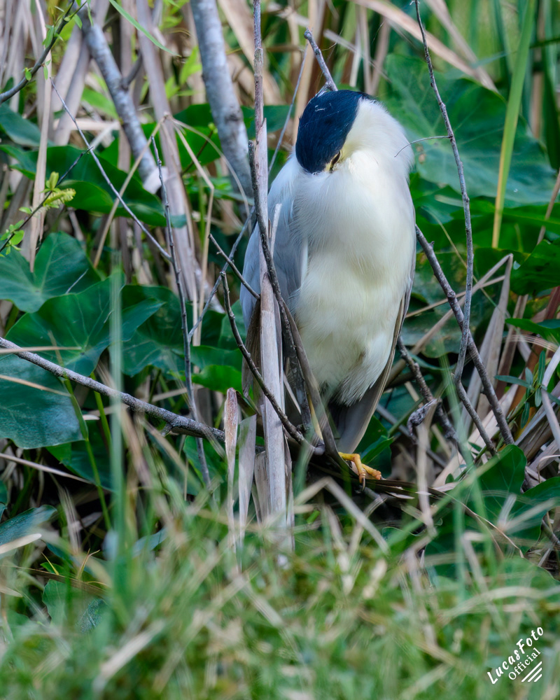 Black-crowned Night Heron