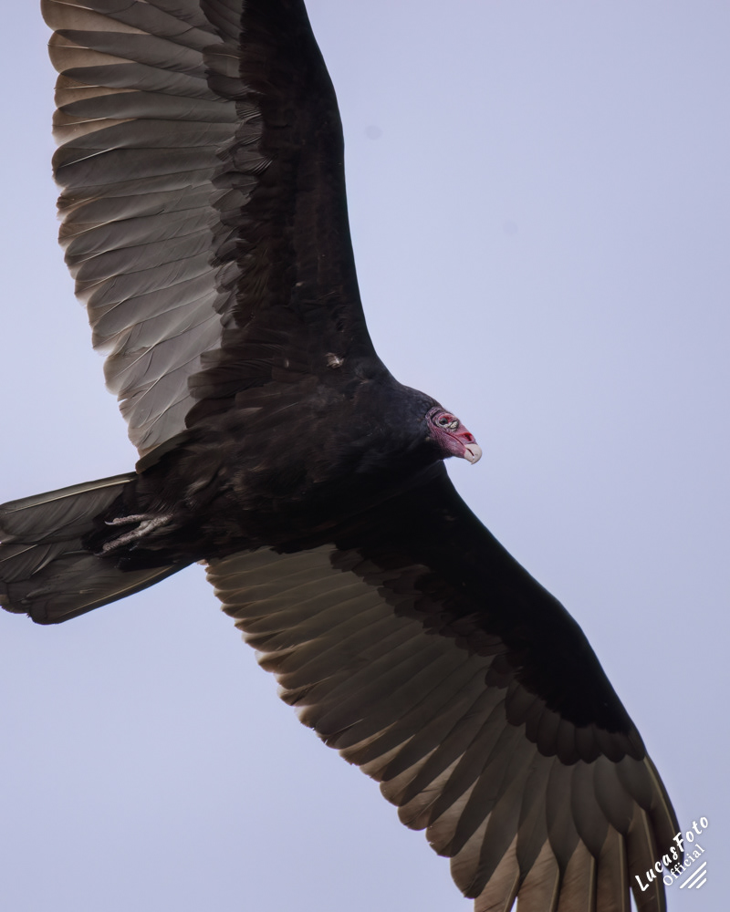 Turkey Vulture