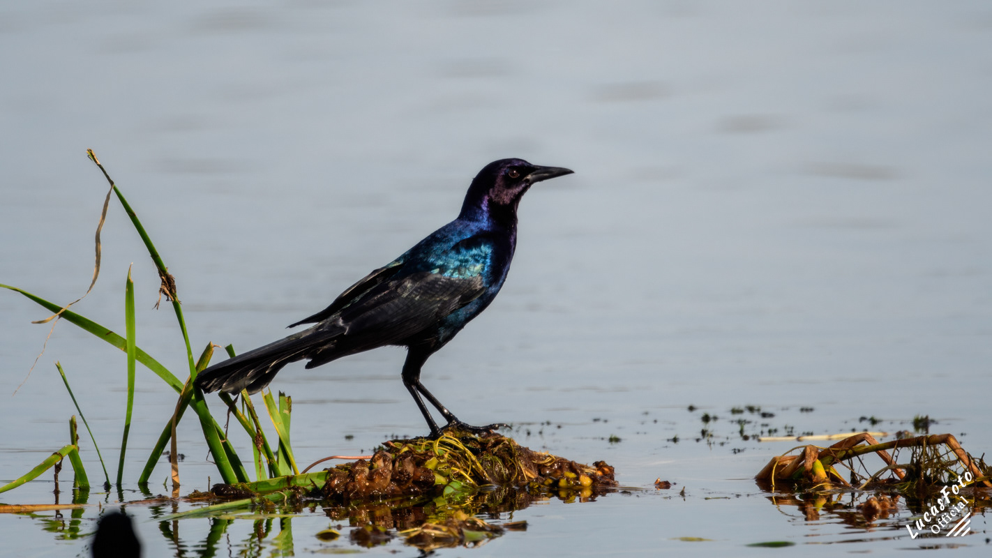 Boat-tailed Grackle