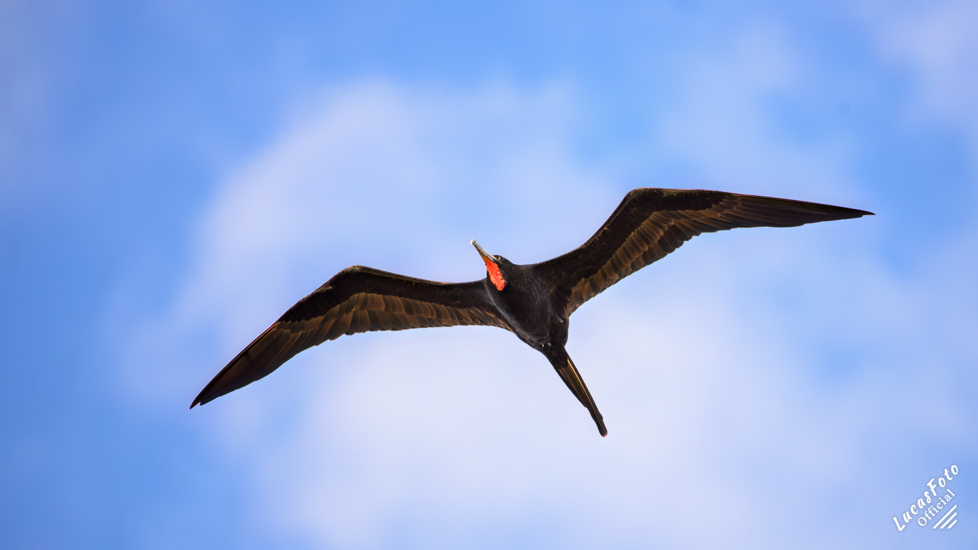Magnificent Frigatebird