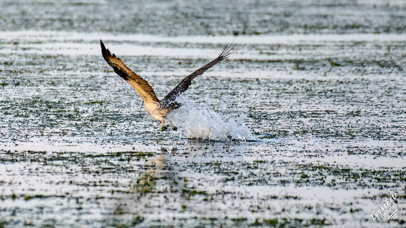 Osprey