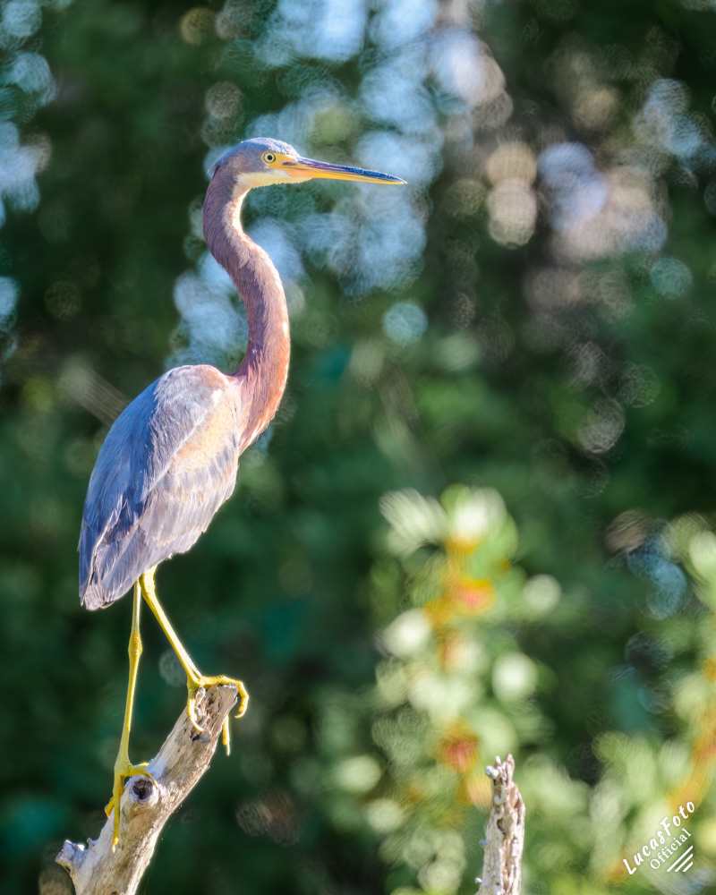 Tricolored Heron