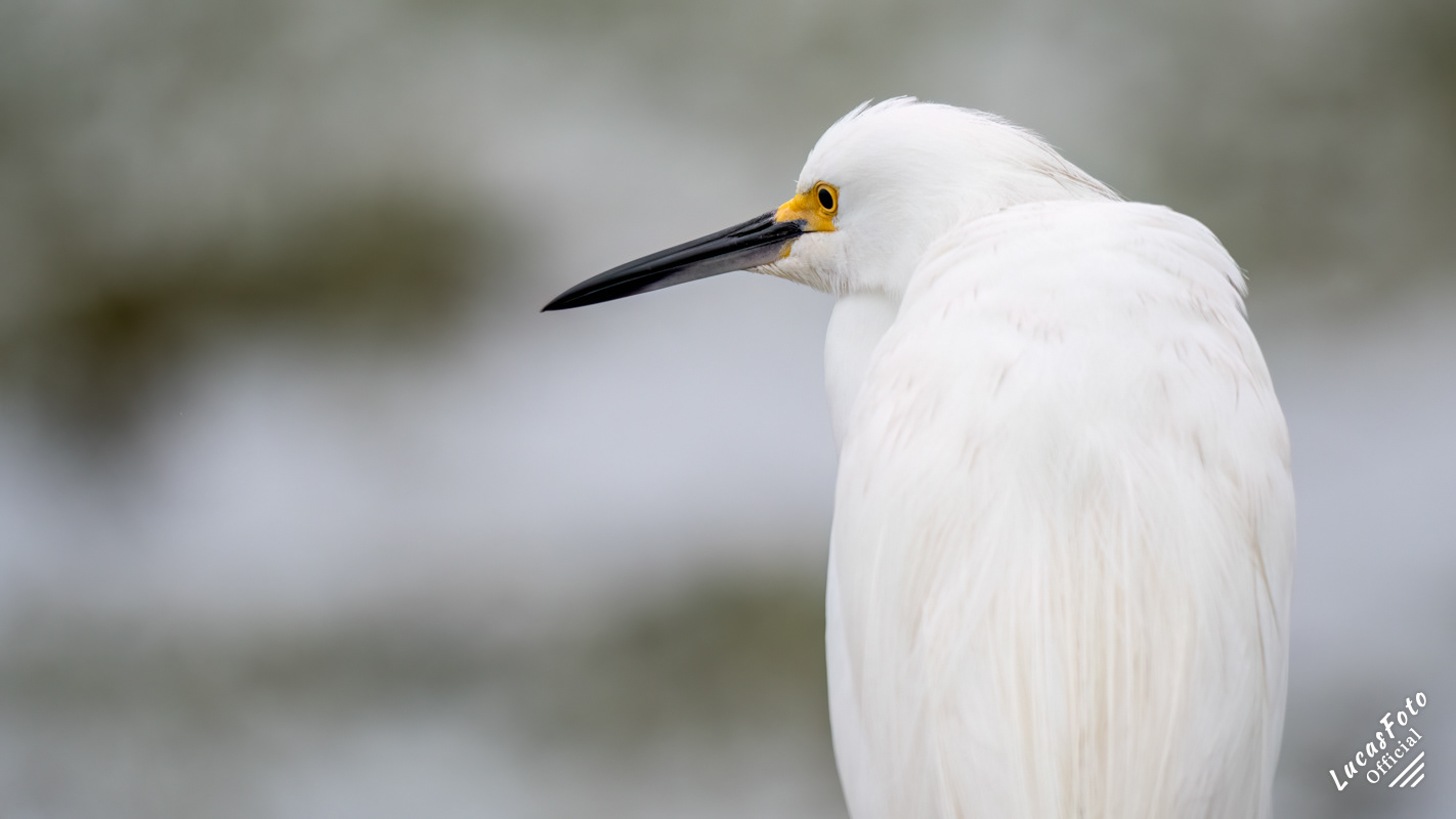Snowy Egret