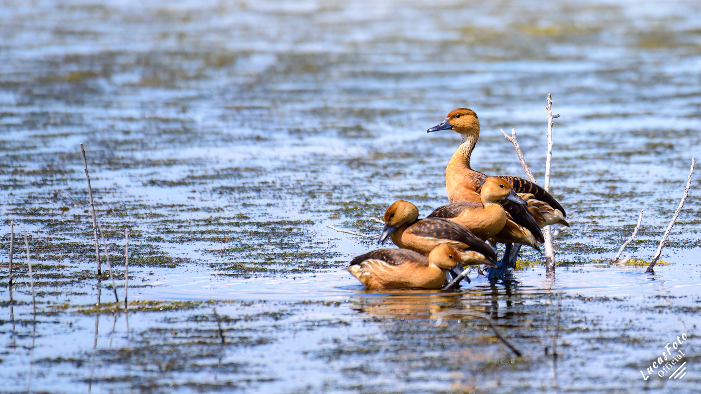 Fulvous Whistling-Duck