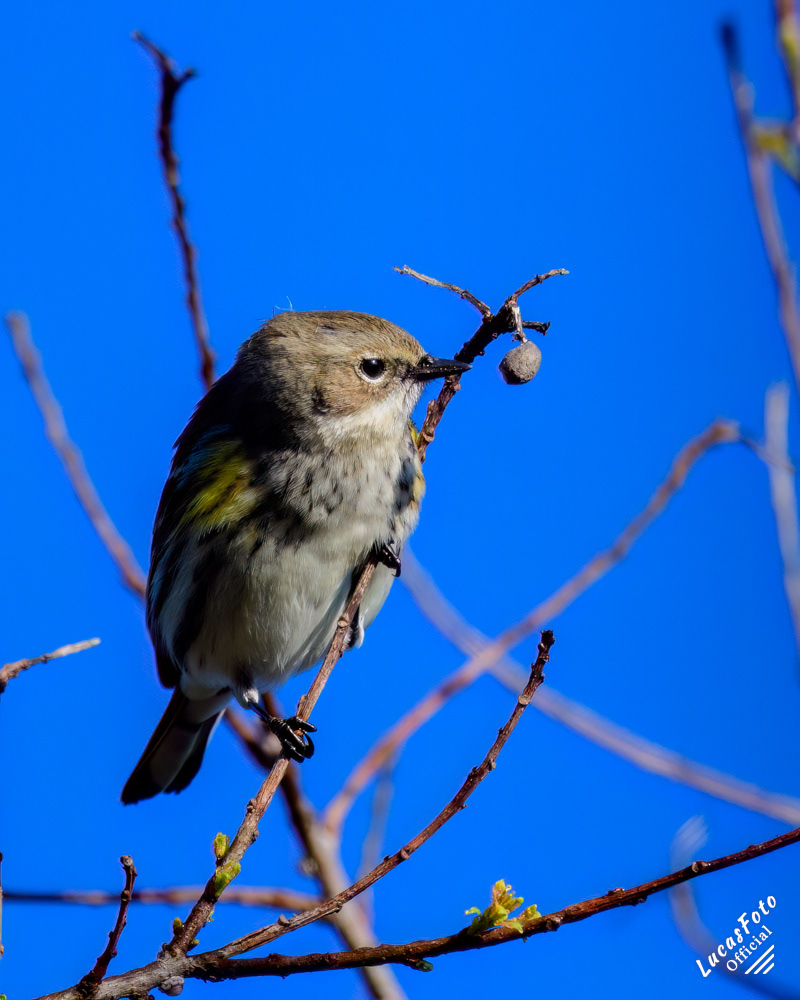 Yellow-rumped Warbler