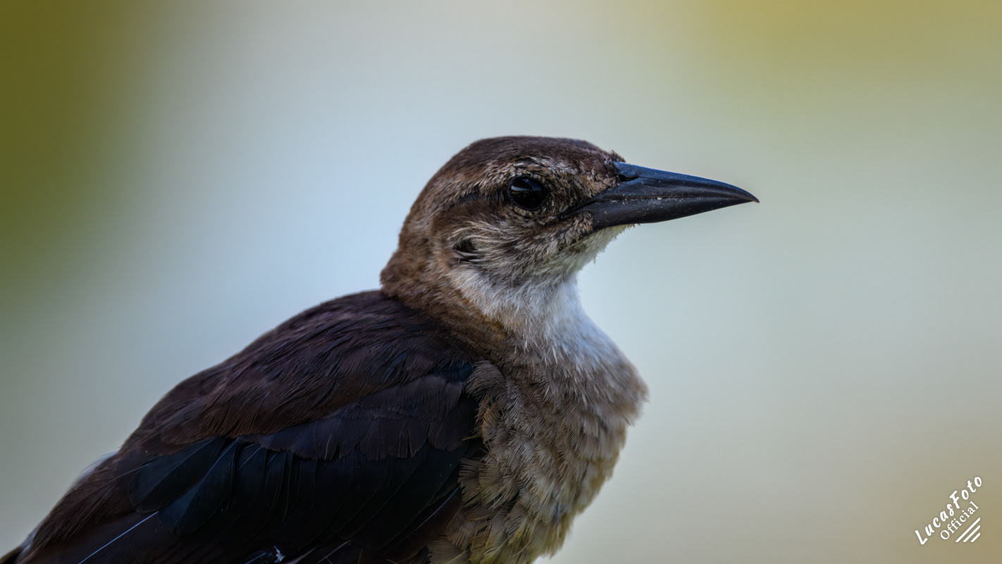 Boat-tailed Grackle