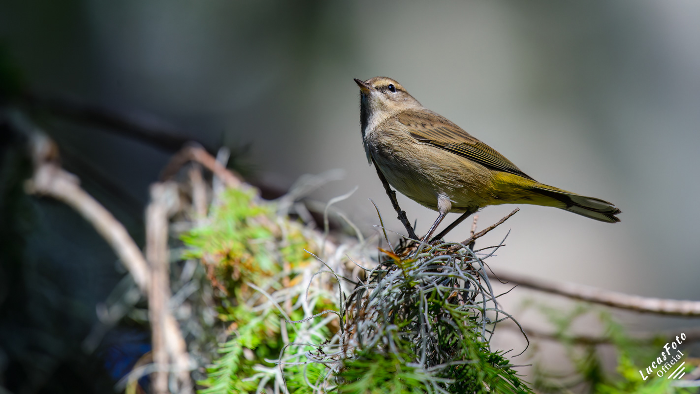 Palm Warbler