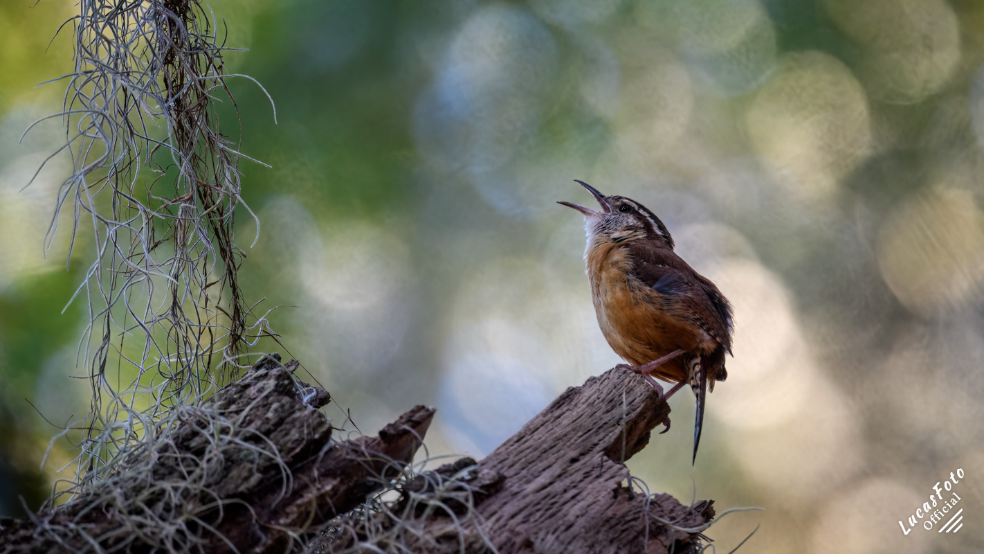 Carolina Wren