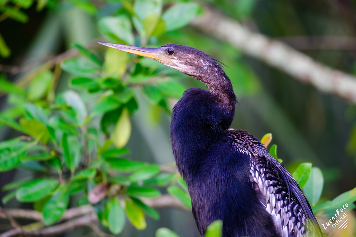 Anhinga