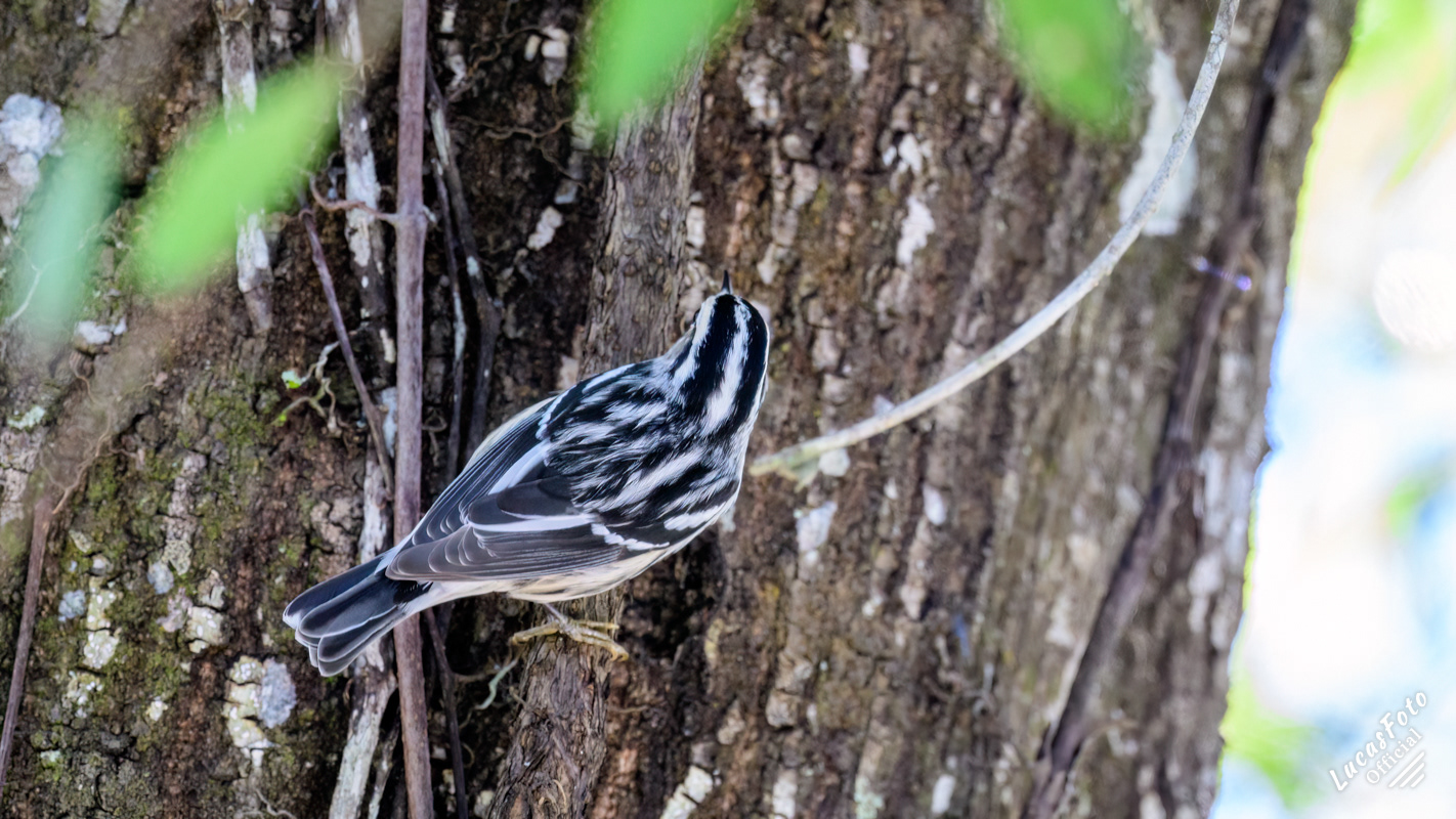Black-and-white Warbler