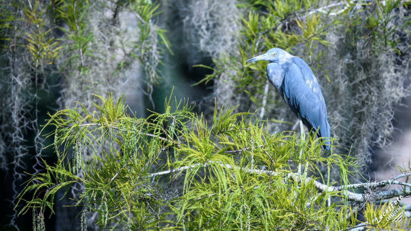 Little Blue Heron