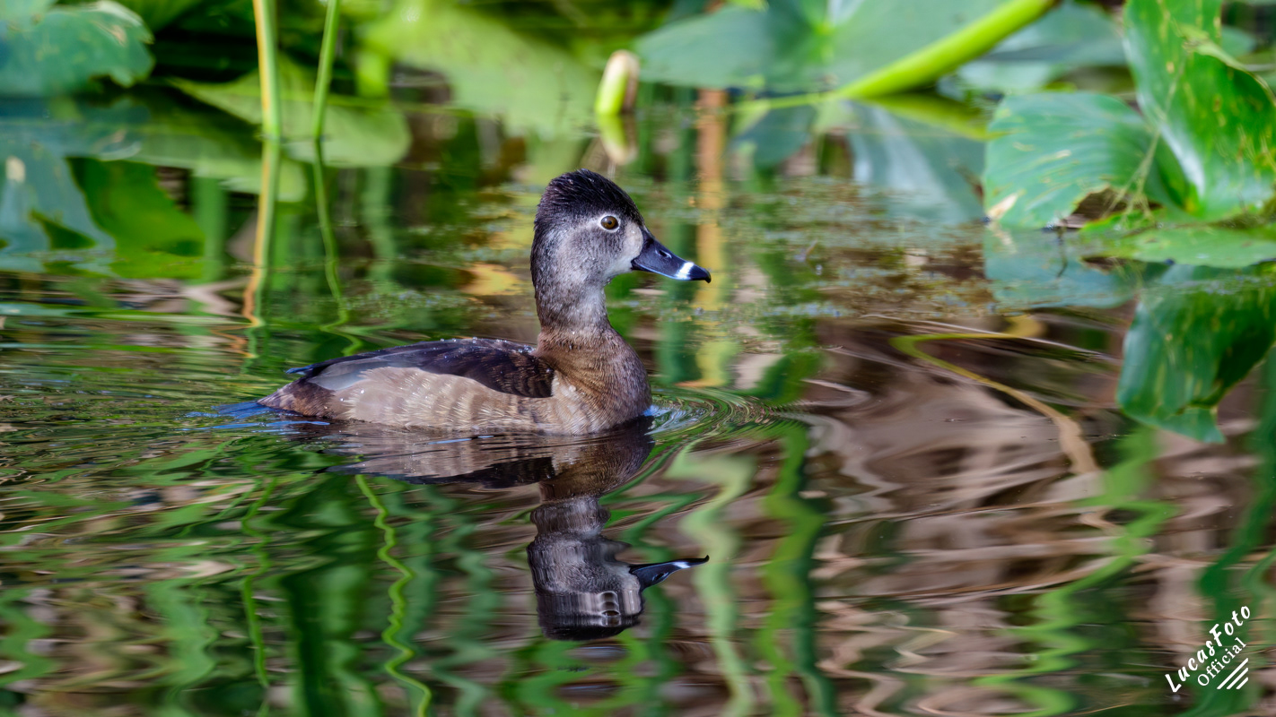 Ring-necked Duck