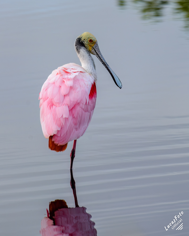 Roseate Spoonbill