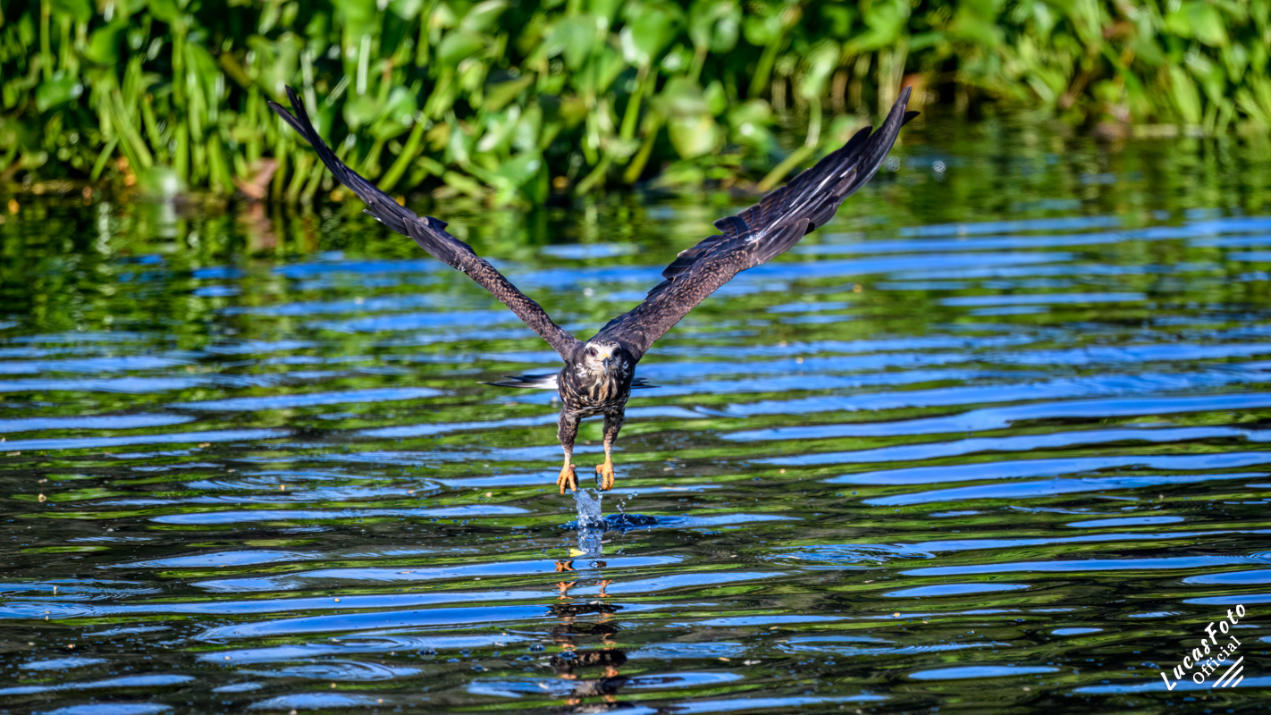 Snail Kite