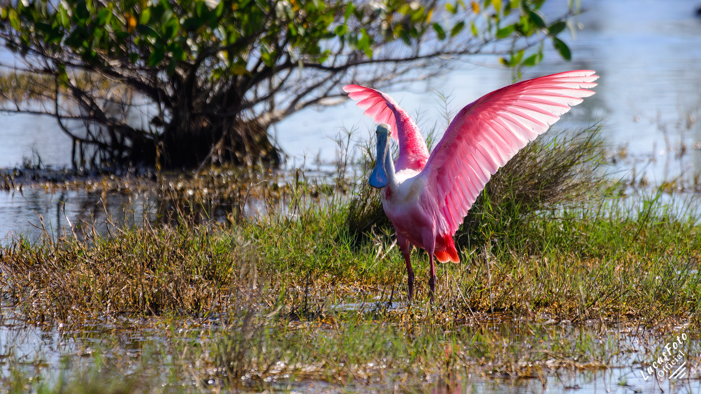 Roseate Spoonbill