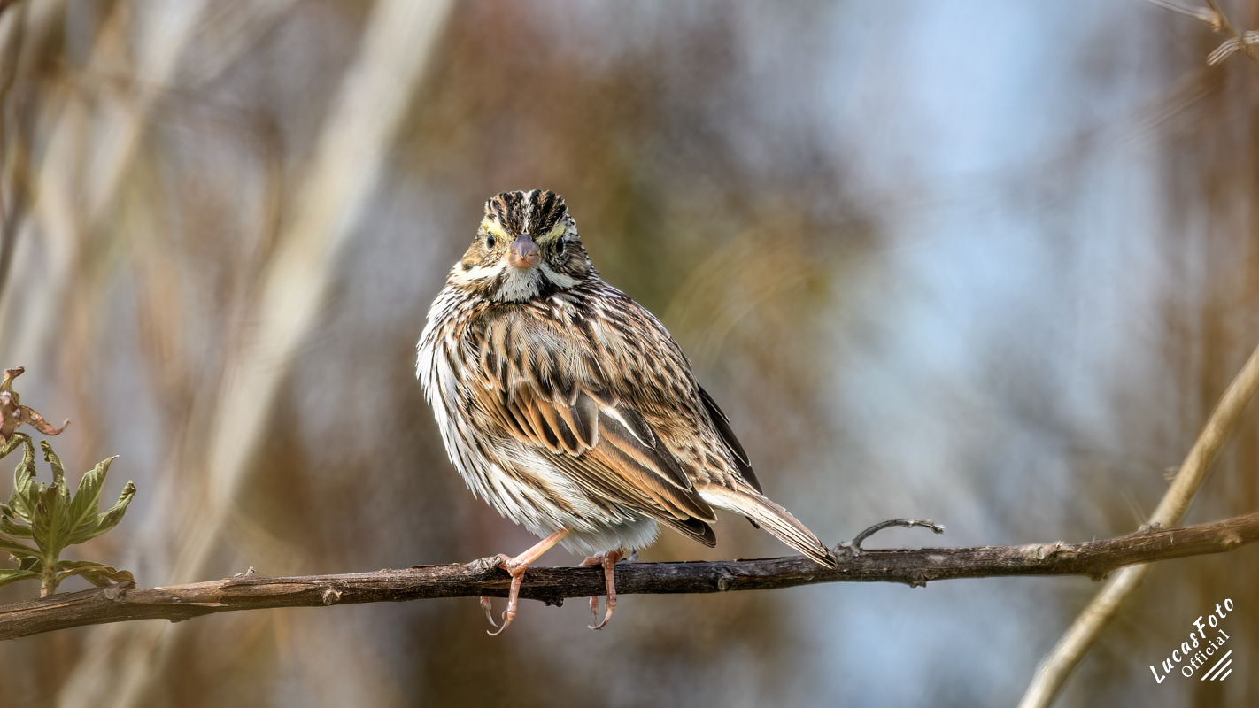 Savannah Sparrow
