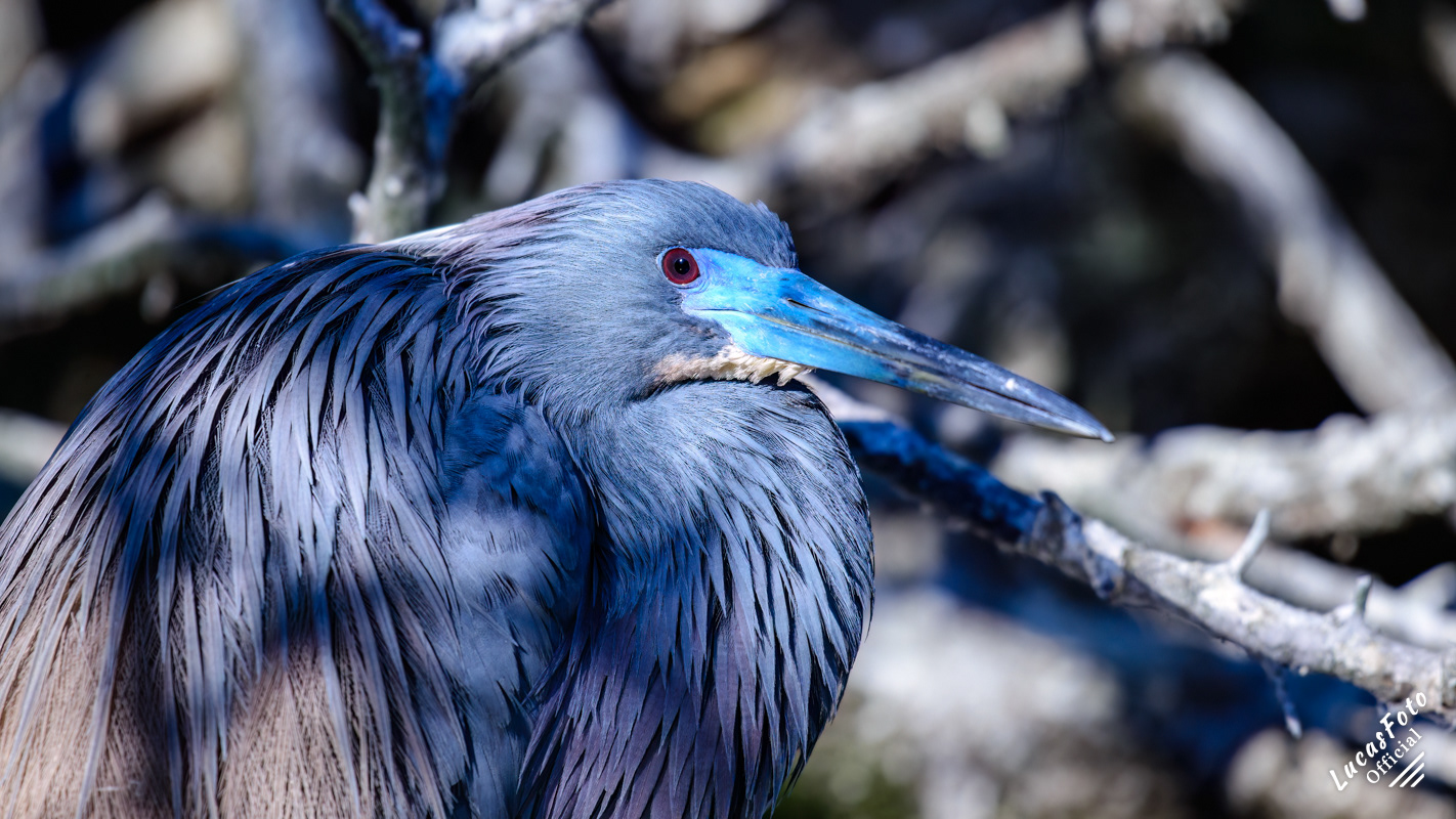 Tricolored Heron