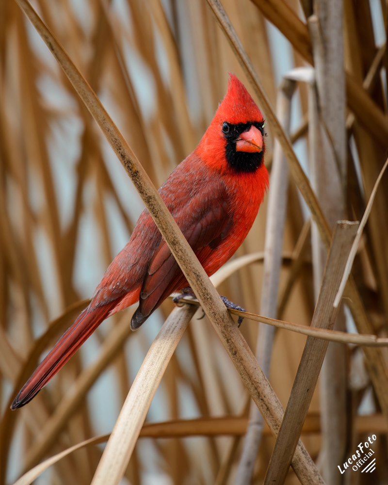 Northern Cardinal