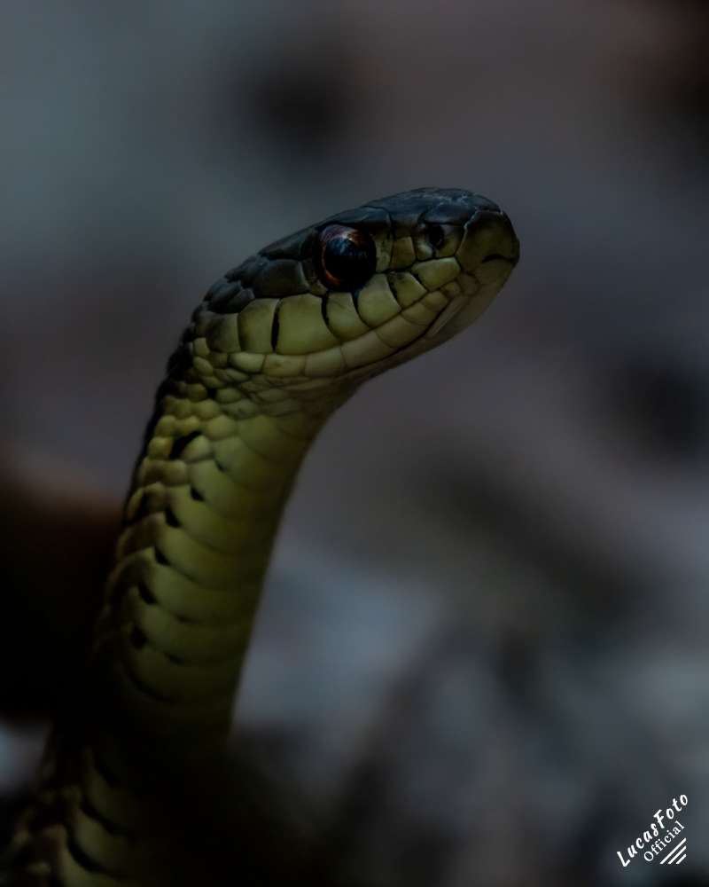 Garder Snake