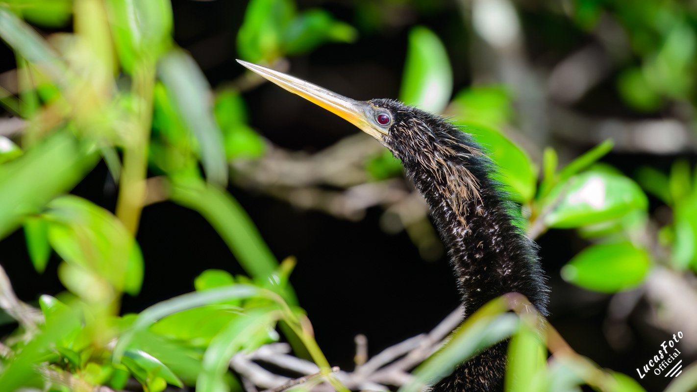 Anhinga
