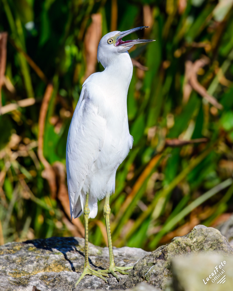 Juvenile Little Blue Heron