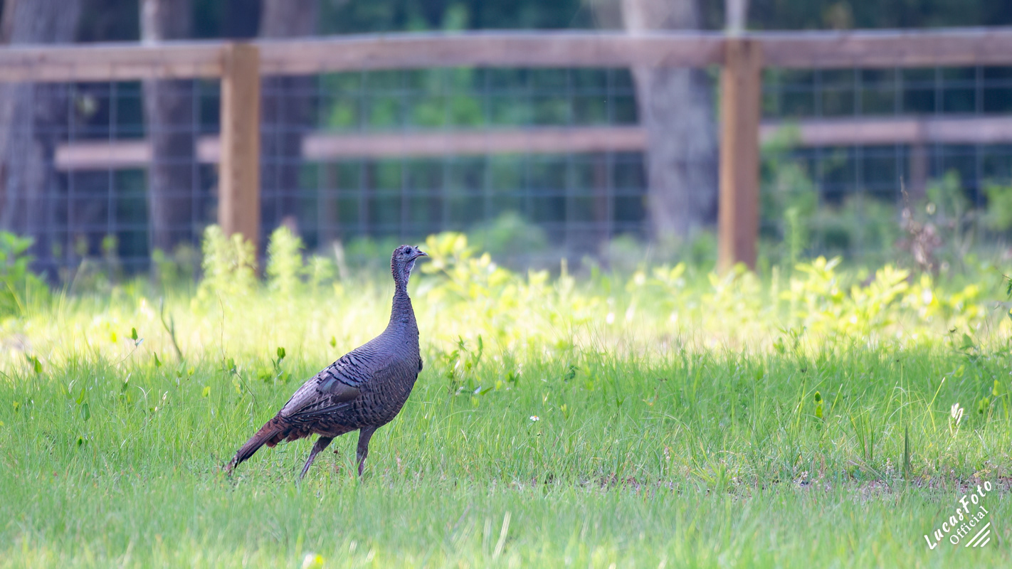 Eastern Wild Turkey