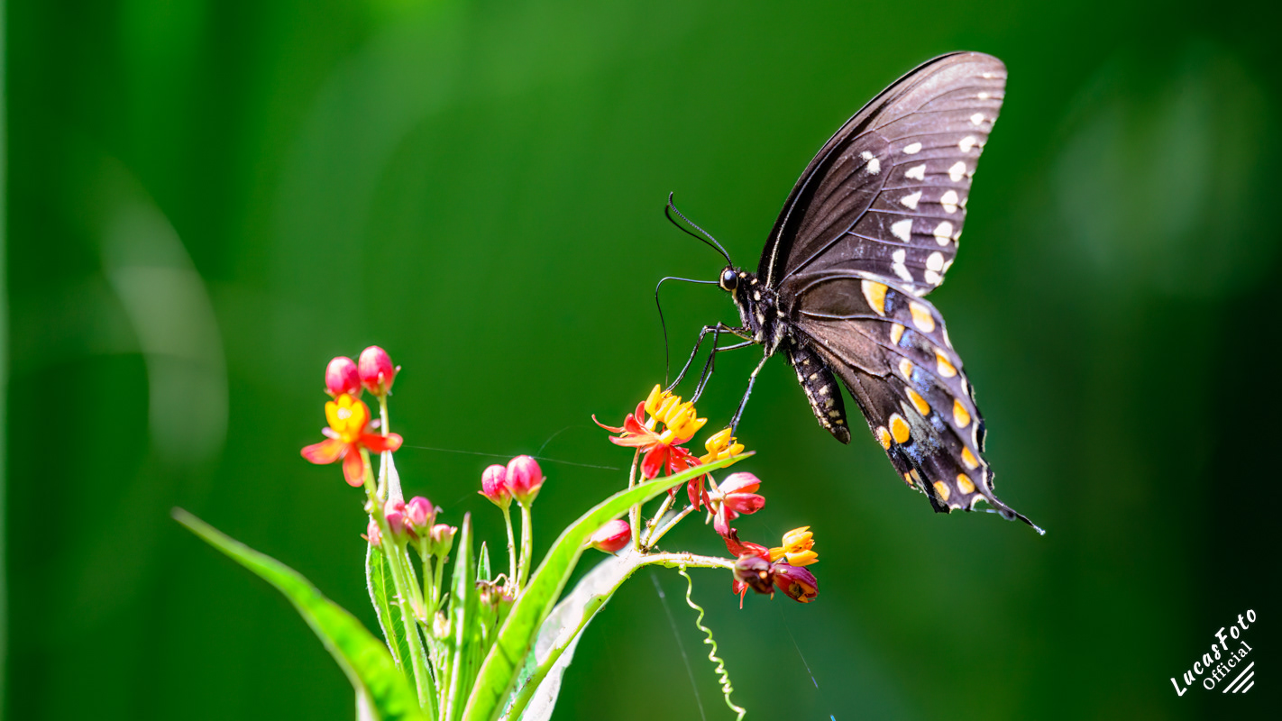 Spicebush Swallowtail