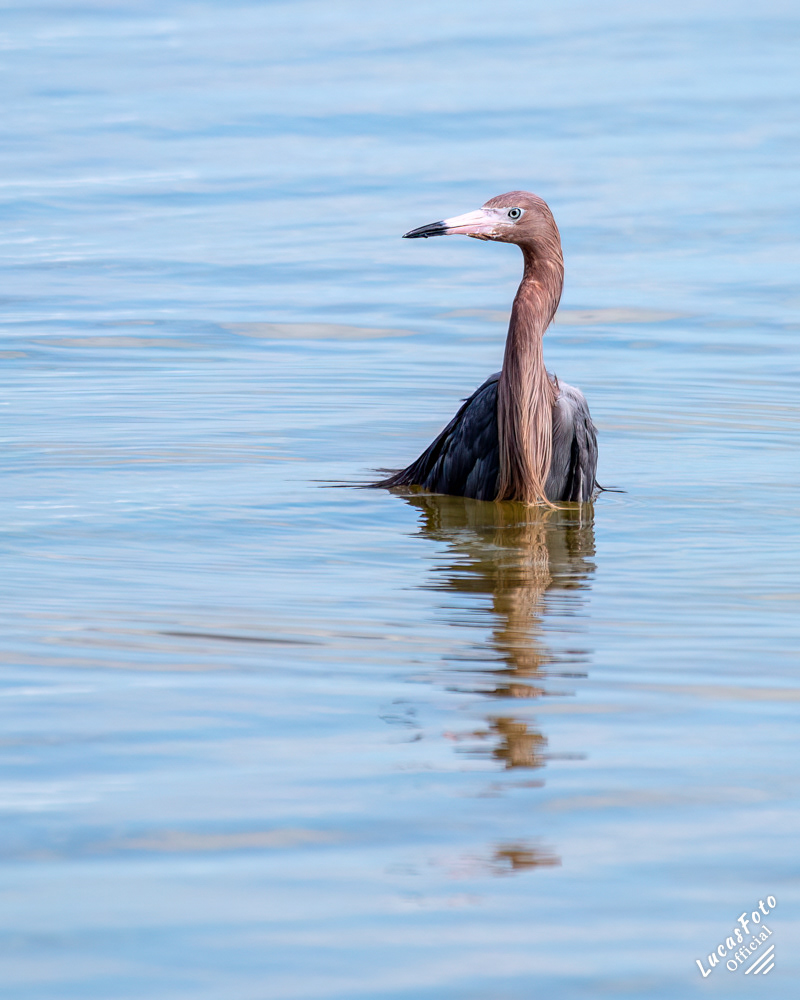 Reddish Egret