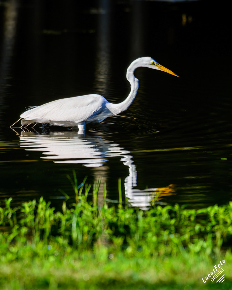 Great Egret