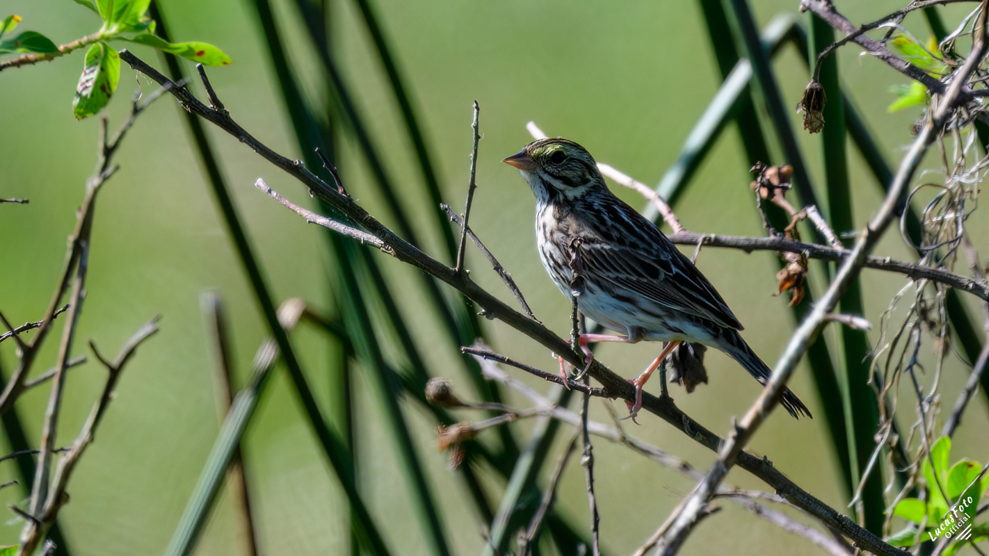 Savannah Sparrow