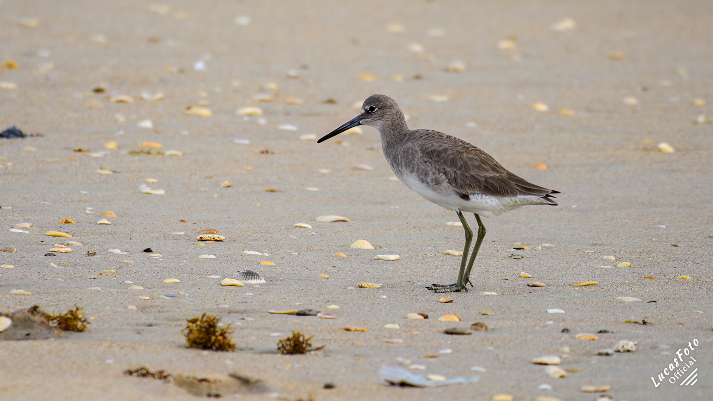 Willet