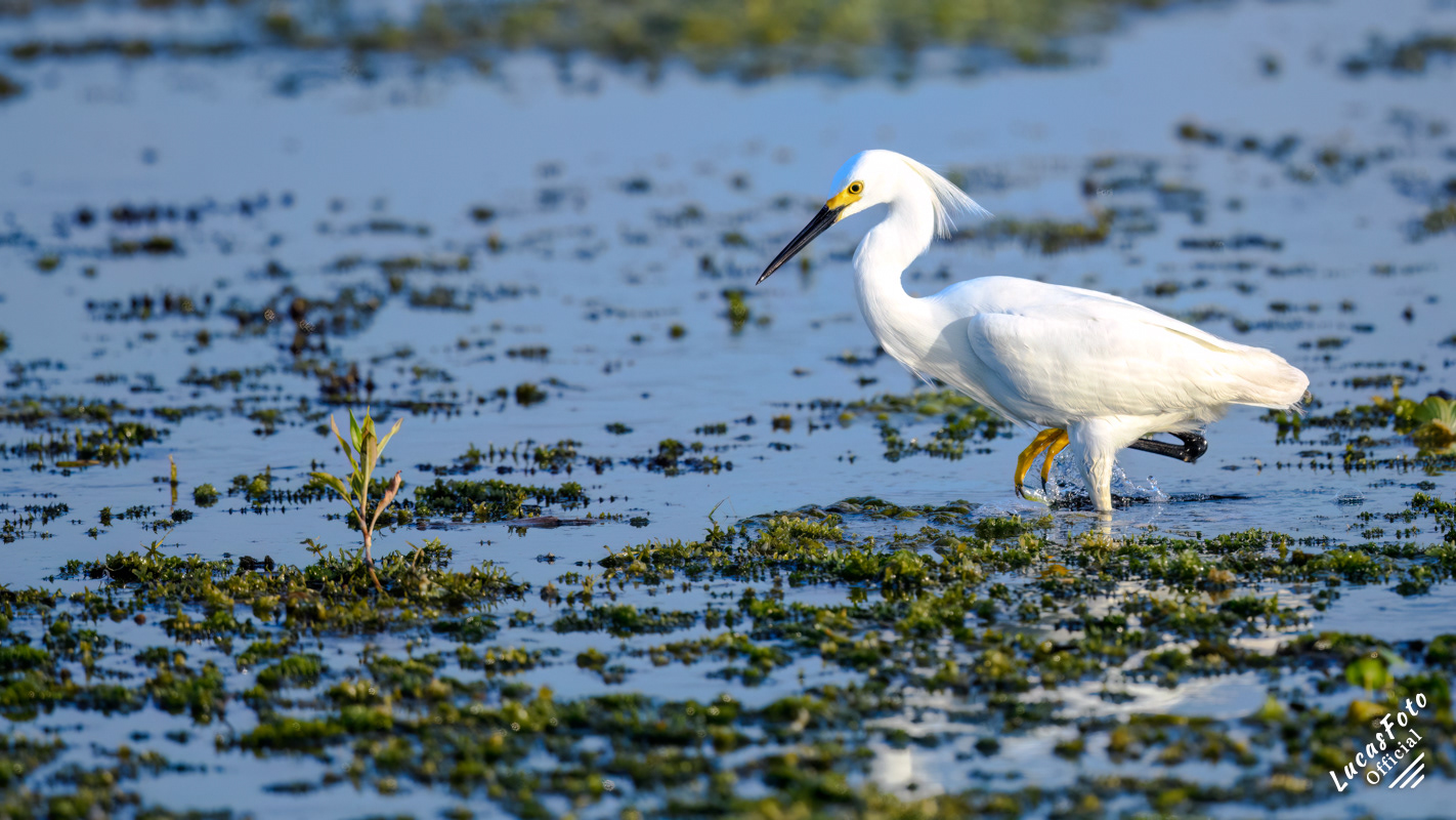 Snowy Egret