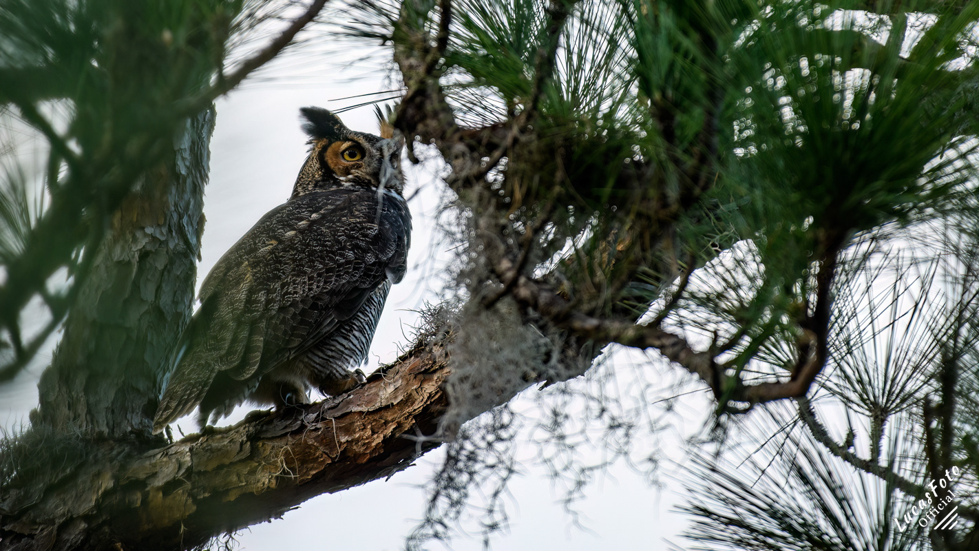 Great Horned Owl